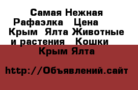 Самая Нежная Рафаэлка › Цена ­ 1 - Крым, Ялта Животные и растения » Кошки   . Крым,Ялта